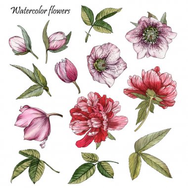 Çiçekler suluboya peonies, hellebore ve yaprakları seti 