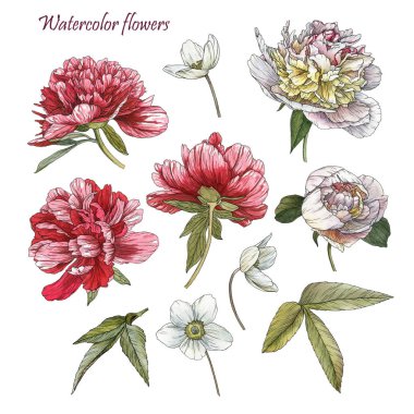 Çiçekler suluboya peonies, Anemon ve yaprakları seti 