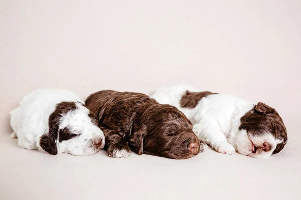 Sleepy Puppies White Background Stock Image — Stock Photo, Image