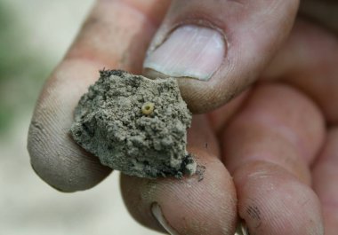 Toprak elinde. Yeryüzünde böcek yumurta izleri.