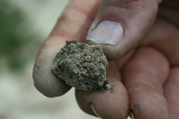 Soil in the hand. Traces of insect eggs in the earth.