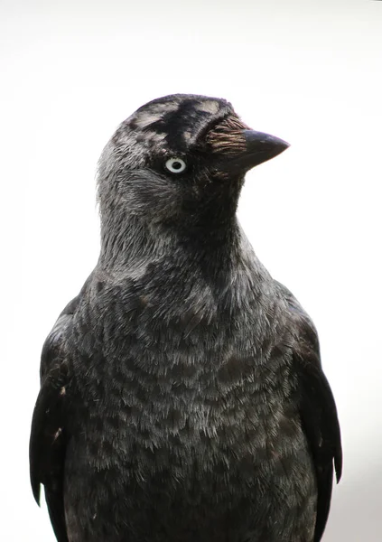 Jackdaw Corvus Monedula Образец Сидящий Конструкции Ньюквей Корнуолл Англия Великобритания — стоковое фото