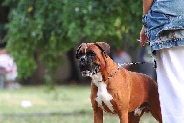 Kadın köpeğini Park ile son yazında Sigara.