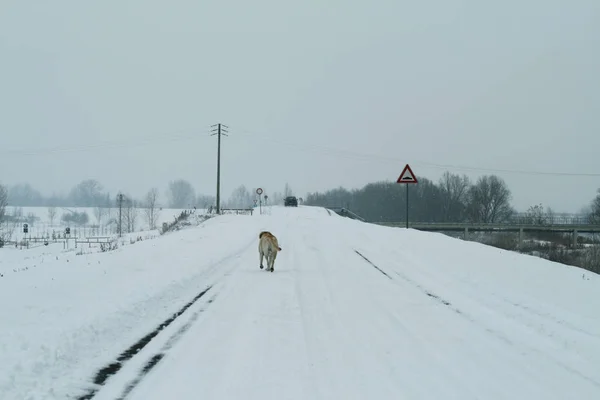 Perro Labrador Retriever Paseando Por Carretera Nevada Invierno Nieve Niebla —  Fotos de Stock