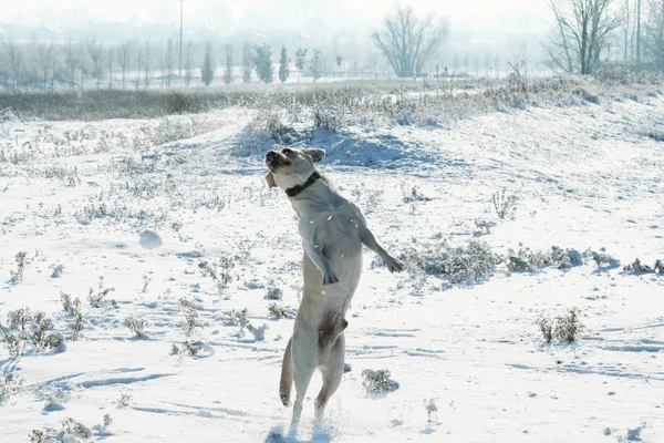 Pes Labradorský Retrívr Skákání Venkovní Sněhu Zimě Zasněžená Krajina — Stock fotografie