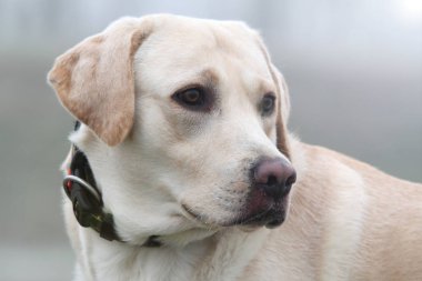 Close-up kamuflaj yaka ile kışın köpek (Labrador retriever).