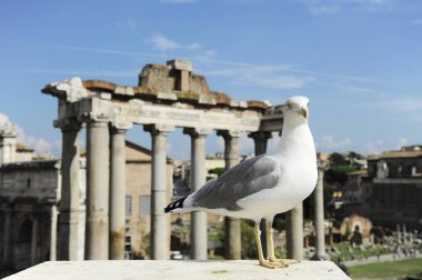 Roma, İtalya Roma Forumu zemin karşı dostça martı. Roman Forum Roma'nın ana seyahat konumlar biridir. Tarihi mimari ve peyzaj merkezi Roma.