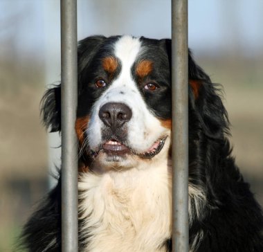 Bernese çoban güzel portresi. Çünkü bu bir korkuluk parmaklıkların arkasında Bernese çoban bakış özenli ve belki de biraz üzgün.