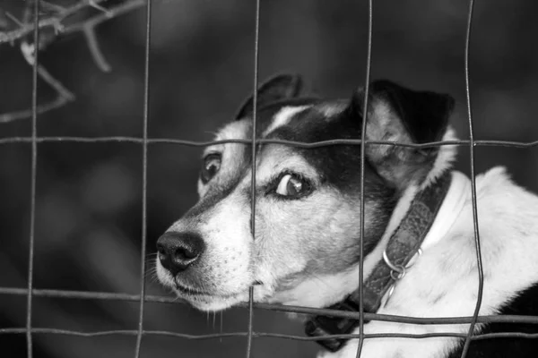 Small Half Breed Dog Fence — Stock Photo, Image