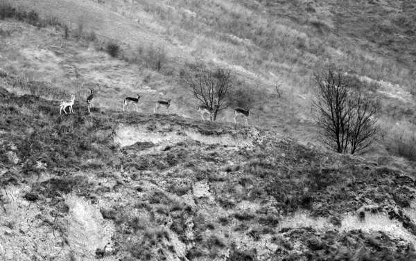 Algunos Ciervos Barbecho Corriendo Naturaleza Salvaje Bolonia Appennino Italia —  Fotos de Stock