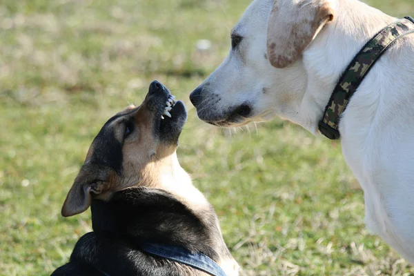 Bir küçük köpek growls kızgınlık ve güvensizlik sessiz görünüyor bir labrador doğru.