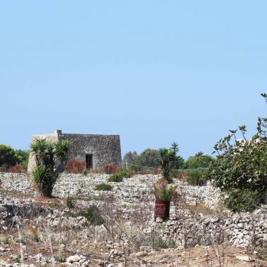 Kubbe Grove in Puglia İtalya: Salento zeytin ağaçları ile kuru taş kulübe
