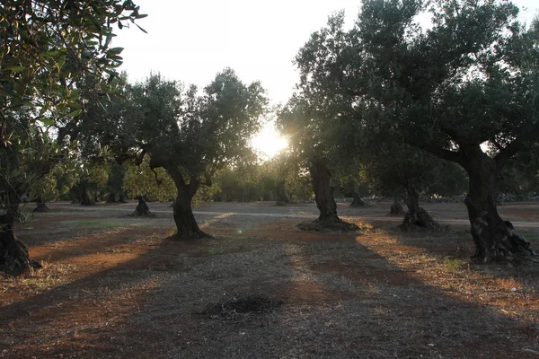 Grove of olive trees in Salento in Puglia in Italy