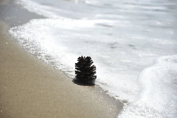 Cono Pino Playa Arena Cerca Del Agua Concepto Relajación Meditación —  Fotos de Stock