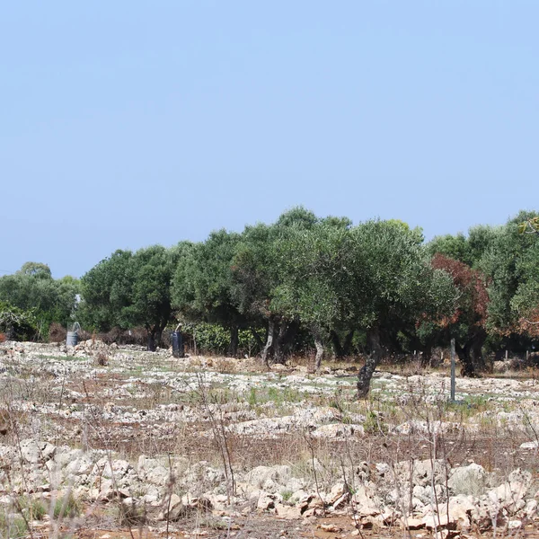 Grove of olive trees in Salento in Puglia in Italy