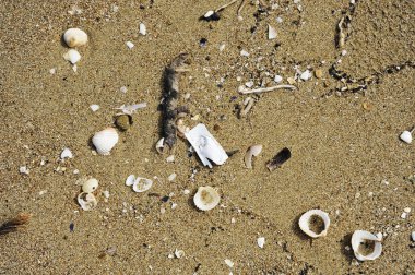 Kumdaki plastik parçalar ve kabuklar. Sahilde çöp. Kirli deniz kıyısı. Çevre kirliliği. Gezegeni kurtarın. Ekolojik sorun. Doğa teması.
