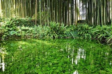 Büyük bir bambu ormanına karşı birçok su bitkisine sahip güzel bir gölet - Gezegeni ve bakım bitkilerini kurtarmak - Japon bahçe tasarımı ve Zen konsepti - Doğa arkaplanı ve büyüyen bambu sınır tasarımı