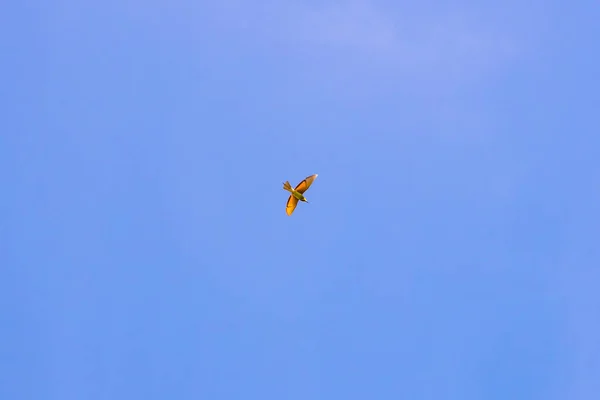 Bird in blue sky with orange wings