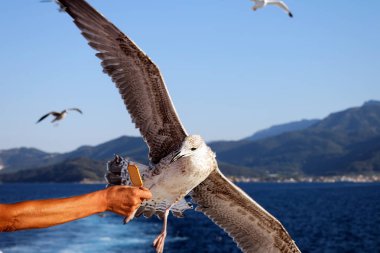 denizde uçan martı