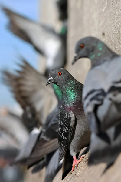 비둘기 애호가의 — 스톡 사진