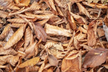 Ormanda kuru yapraklar