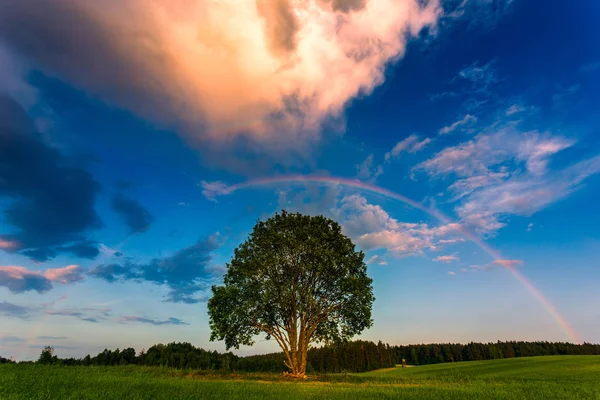 Regenbogen über einem frühlingshaften grünen Feld — Stockfoto