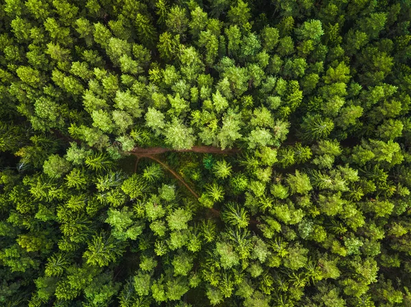 Vanuit de lucht uitzicht op het bos — Stockfoto