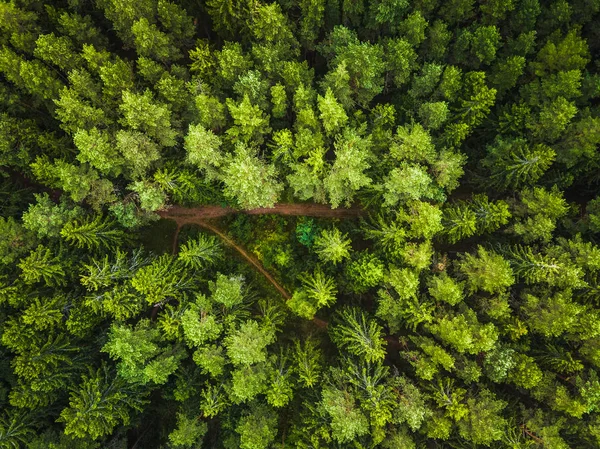 Vanuit de lucht uitzicht op het bos — Stockfoto