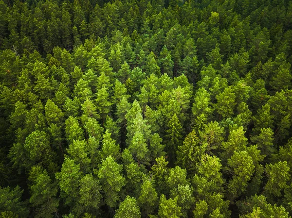 Vanuit de lucht uitzicht op het bos — Stockfoto