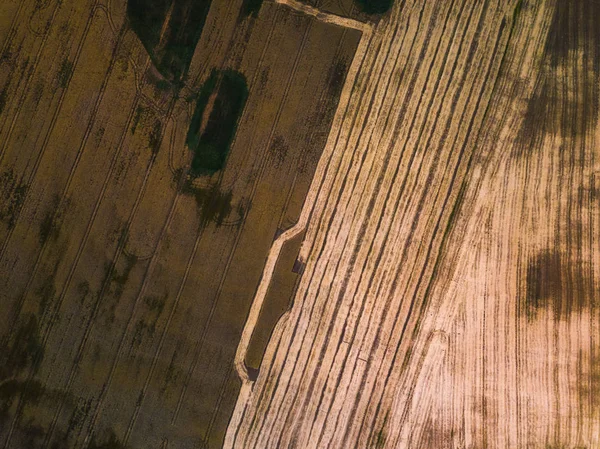 Maisernte im Herbst auf den Feldern von oben — Stockfoto