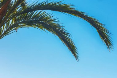 Mavi gökyüzü hurma dalı