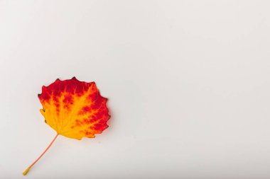 Sonbahar yaprak renkli gökkuşağı renkli gradyan yaz sonbahar sezon Değiştir