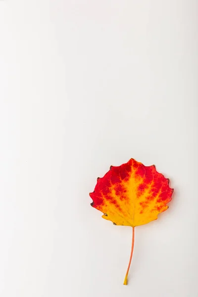 Осінній лист барвистий веселка колір градієнт літній осінній сезон зміна — стокове фото