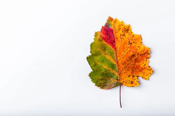 Πολύχρωμο ουράνιο τόξο χρώμα το φθινόπωρο φύλλο ντεγκραντέ καλοκαίρι φθινόπωρο σεζόν αλλαγή — Φωτογραφία Αρχείου