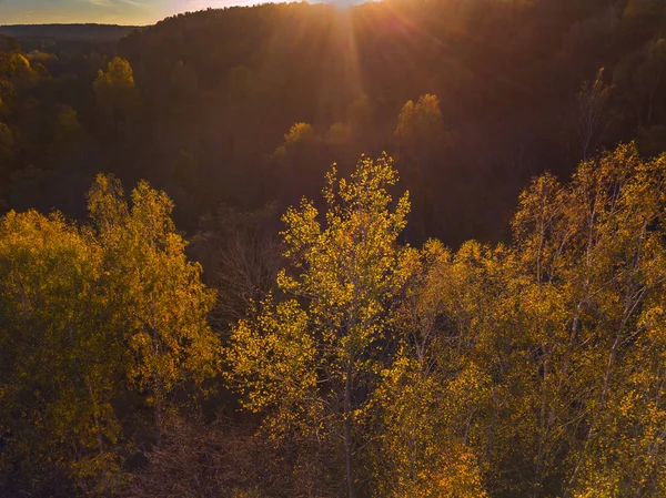 Flygfoto över gula träden under hösten, Litauen — Stockfoto