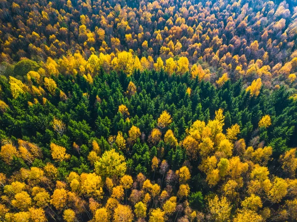Luchtfoto drone weergave van de kleurrijke bossen in de herfst — Stockfoto