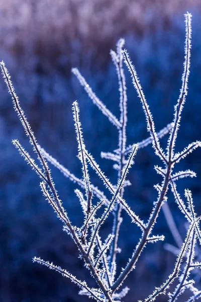 Frost op takken en bomen. Weerbericht achtergrond — Stockfoto