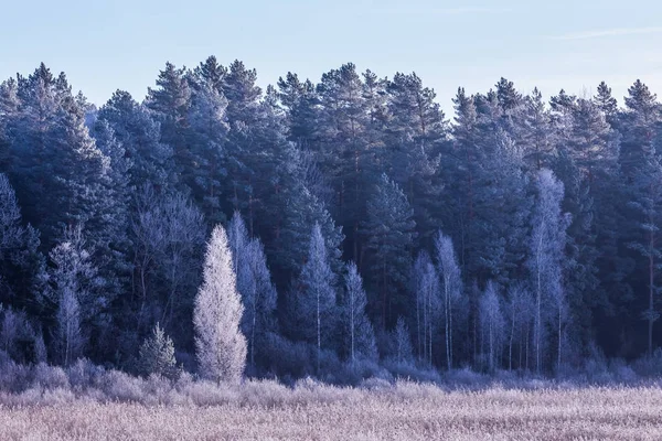 Frost på gräs och träd. Väderprognos bakgrund — Stockfoto