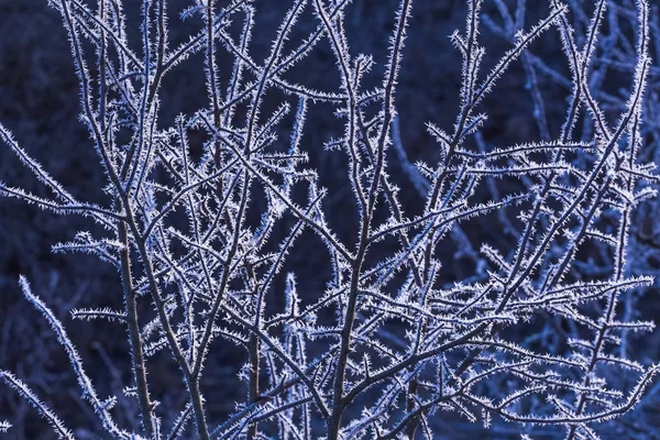 Frost auf Ästen und Bäumen. Hintergrund der Wettervorhersage — Stockfoto