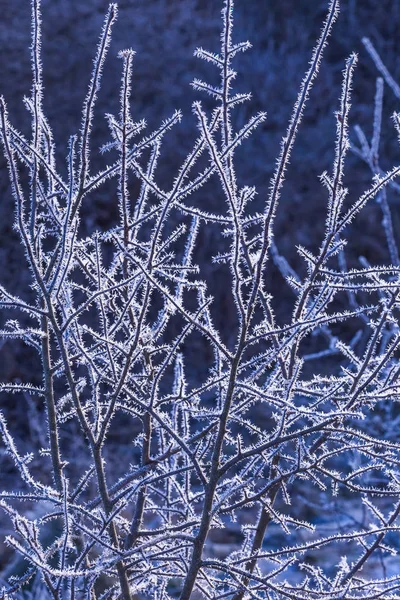 Frost auf Ästen und Bäumen. Hintergrund der Wettervorhersage — Stockfoto