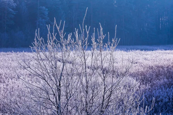 Мороз на траве и деревьях. Прогноз погоды — стоковое фото