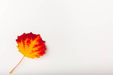 Sonbahar yaprak renkli gökkuşağı renkli gradyan yaz sonbahar sezon Değiştir