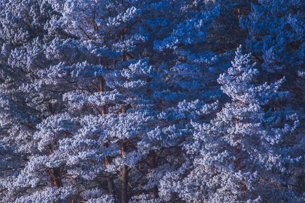 Paisagem de inverno calma de pinheiros congelados na ilha do lago — Fotografia de Stock