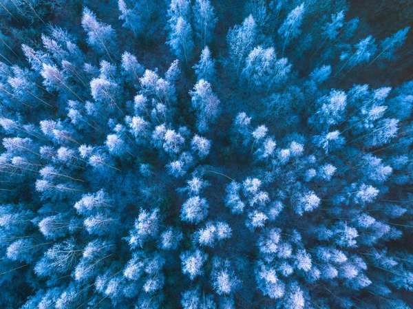 Hintergrundstruktur eines gefrorenen Waldes im Winter, Luftaufnahme — Stockfoto