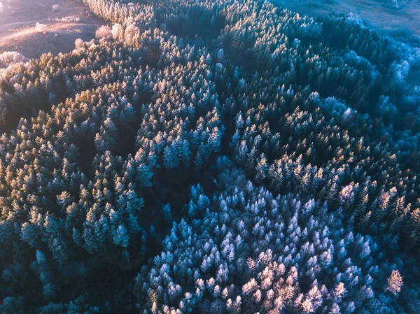 Textura de fondo de un bosque congelado en invierno, plano aéreo —  Fotos de Stock