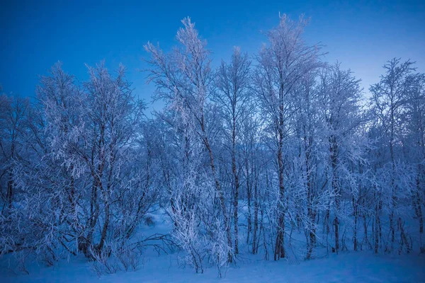 Frost auf den Bäumen — Stockfoto