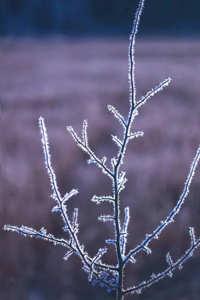 Branches d'arbres congelées, image abstraite — Photo