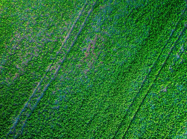 Campo verde con líneas de fila, foto aérea —  Fotos de Stock