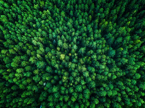 Achtergrond van de groene bomen in Litouwen, Europa — Stockfoto
