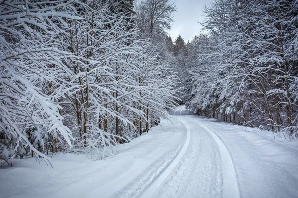 Caminho através da floresta nevada após a tempestade de neve — Fotografia de Stock